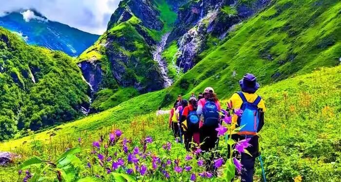 हिमालय में कुदरत के बेशकीमती खजाने पर संकट, खतरे में दुर्लभ जड़ी-बूटियों का अस्तित्व; इस वजह से बढ़ी टेंशन