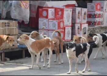 भोपाल में बनेगा प्रदेश का पहला डॉग शेल्टर होम, एक साथ 1000 आवारा कुत्तों को मिलेगा स्थायी ठिकाना