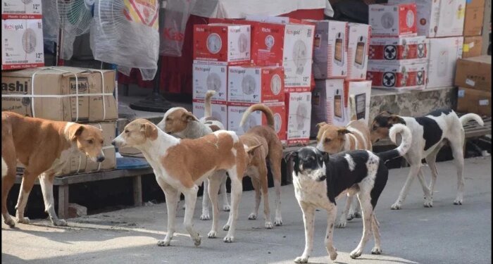 भोपाल में बनेगा प्रदेश का पहला डॉग शेल्टर होम, एक साथ 1000 आवारा कुत्तों को मिलेगा स्थायी ठिकाना