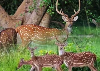 भारत के चीतल हिरण अमेरिका में मचा रहे तांडव, 158 साल पहले का ग‍िफ्ट, अब बने मुसीबत