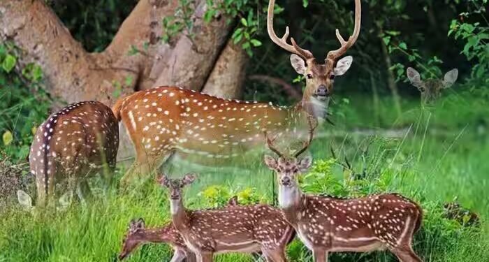 भारत के चीतल हिरण अमेरिका में मचा रहे तांडव, 158 साल पहले का ग‍िफ्ट, अब बने मुसीबत