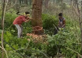 दिसंबर तक कटना हैं डेढ़ लाख पेड़, अबतक कटे 4516:डिंडौरी में 600 मजदूर रोज 565 वृक्ष काट रहे; फिर भी कटाई की रफ्तार धीमी