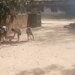 गणित नहीं बना तो 8 साल की बच्ची को पीटा:चेहरे पर चोट के निशान, खा-सो नहीं पा रही, स्कूल में झाड़ू लगा रहे बच्चे